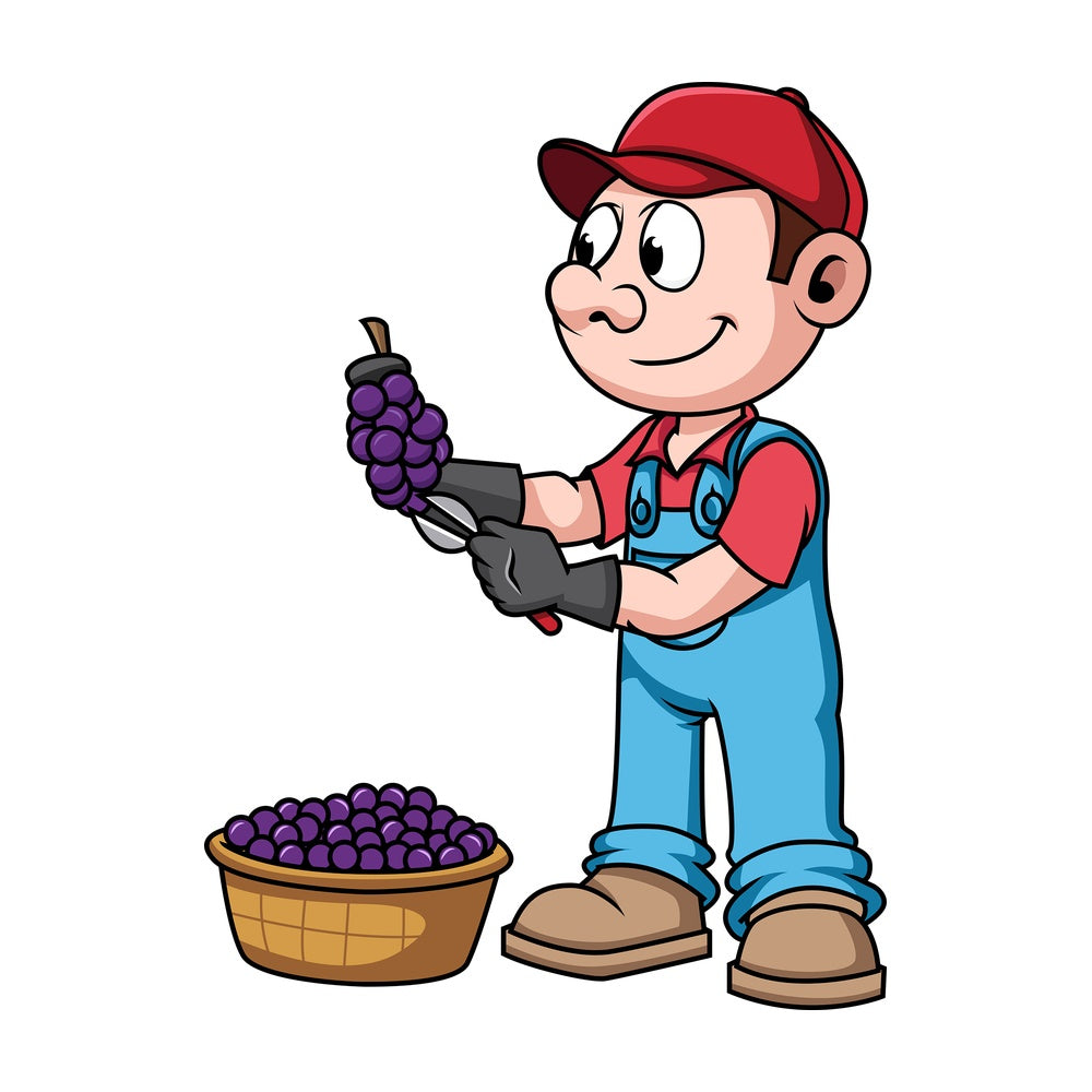 Farmer harvesting grapes. PNG - JPG and vector EPS file formats (infinitely scalable). Image isolated on transparent background.