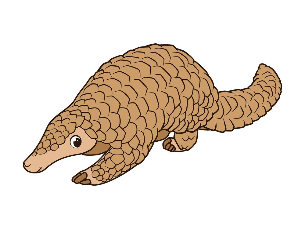 Cartoon pangolin safari animal. PNG - JPG and vector EPS file formats (infinitely scalable). Image isolated on transparent background.