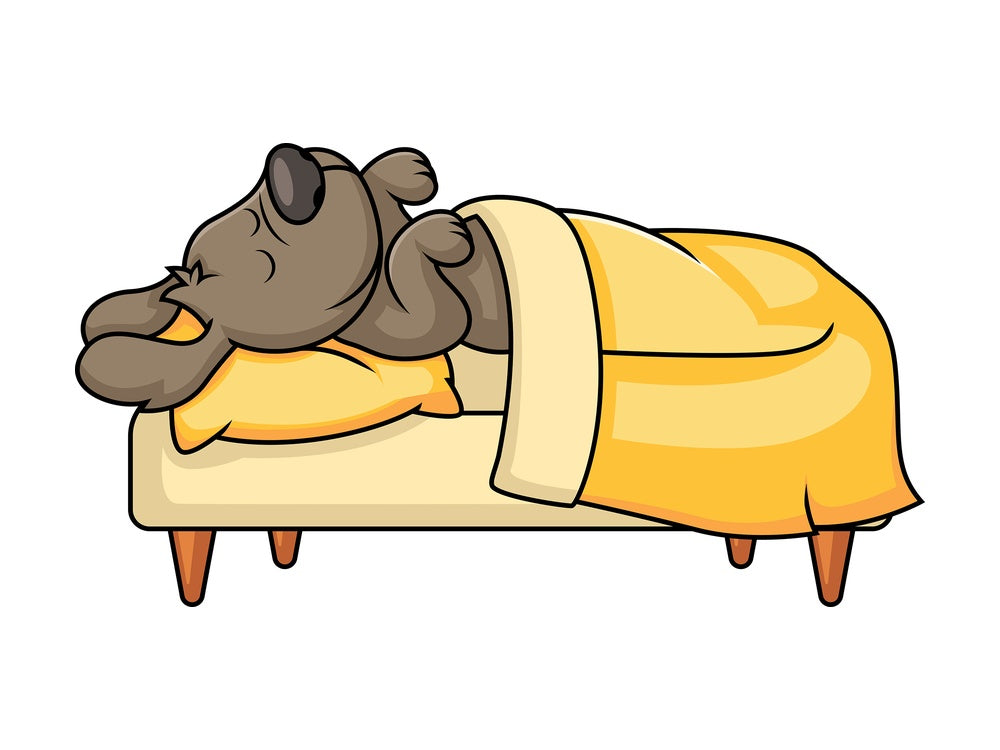 Cute pet dog sleeping in bed. PNG - JPG and vector EPS file formats (infinitely scalable). Image isolated on transparent background.