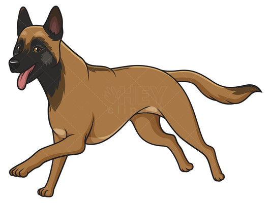 Royalty-free stock vector illustration of a belgian shepherd running.