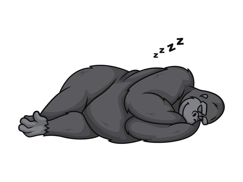 Gorilla sleeping. PNG - JPG and vector EPS (infinitely scalable).