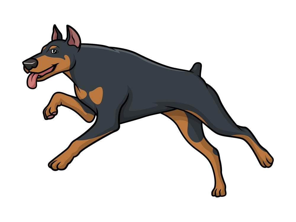 Running doberman. PNG - JPG and vector EPS (infinitely scalable).