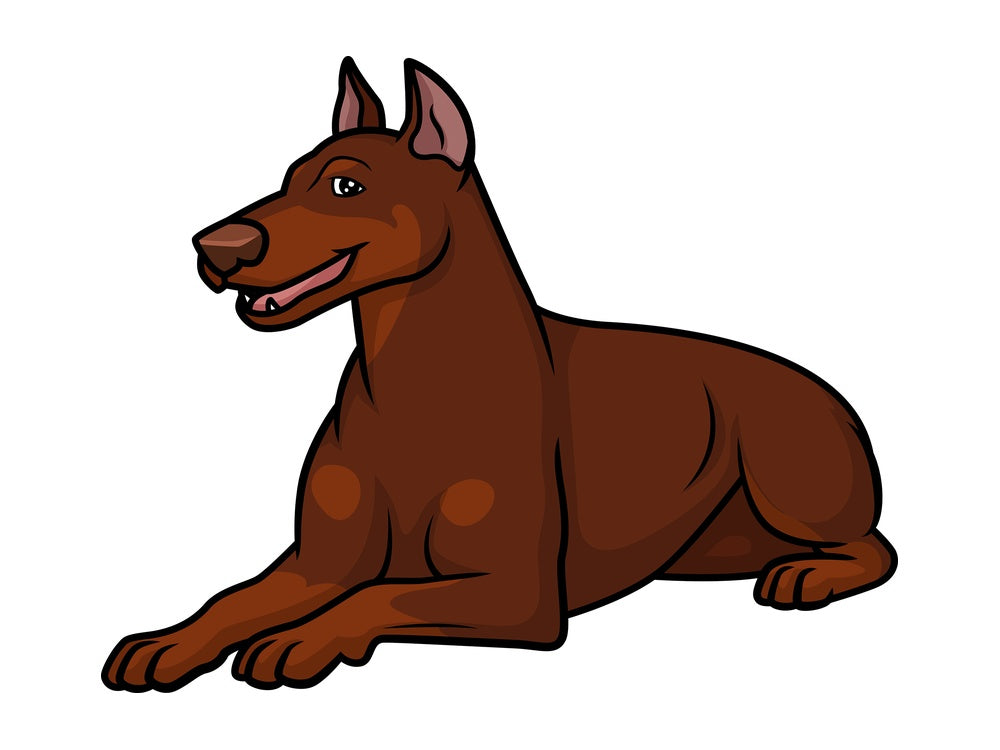 Female red doberman lying down. PNG - JPG and vector EPS (infinitely scalable).