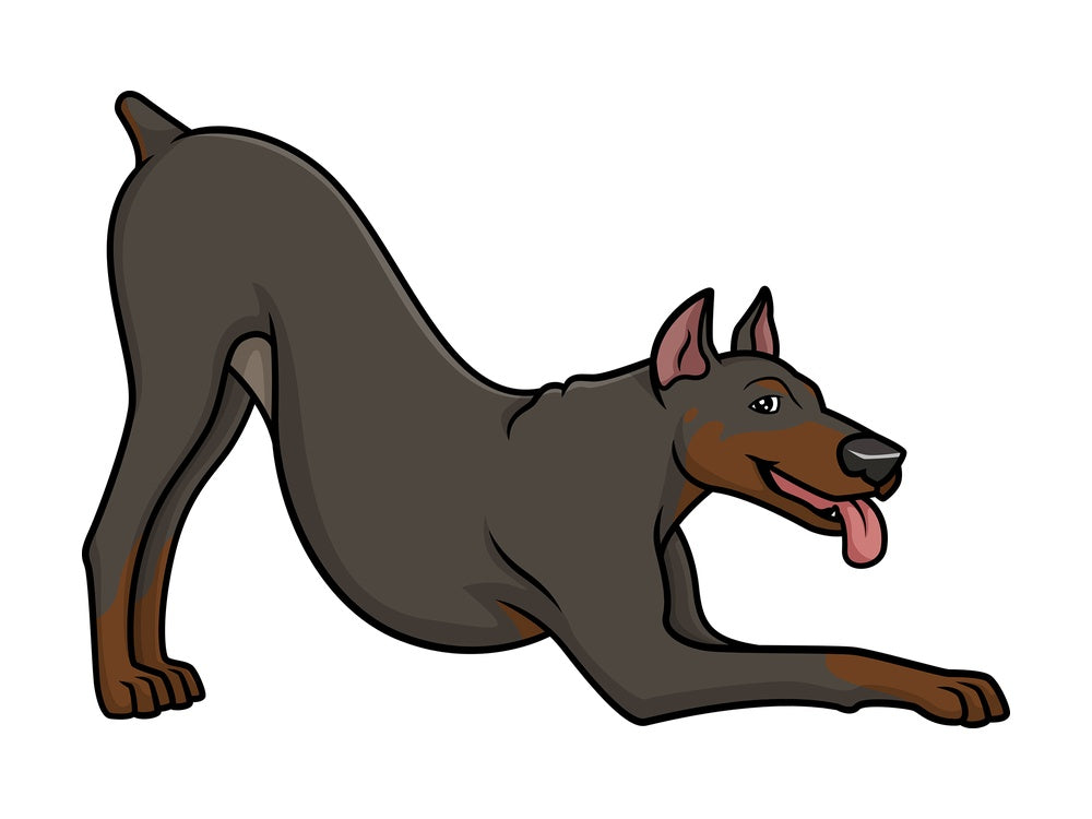 Playful doberman. PNG - JPG and vector EPS (infinitely scalable).