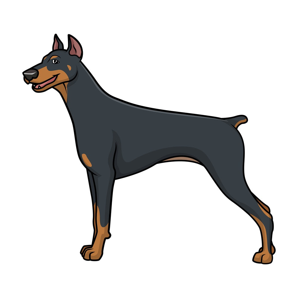 Fearless doberman. PNG - JPG and vector EPS (infinitely scalable).