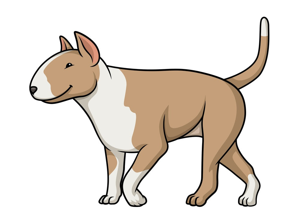 Fawn bull terrier walking. PNG - JPG and vector EPS (infinitely scalable).