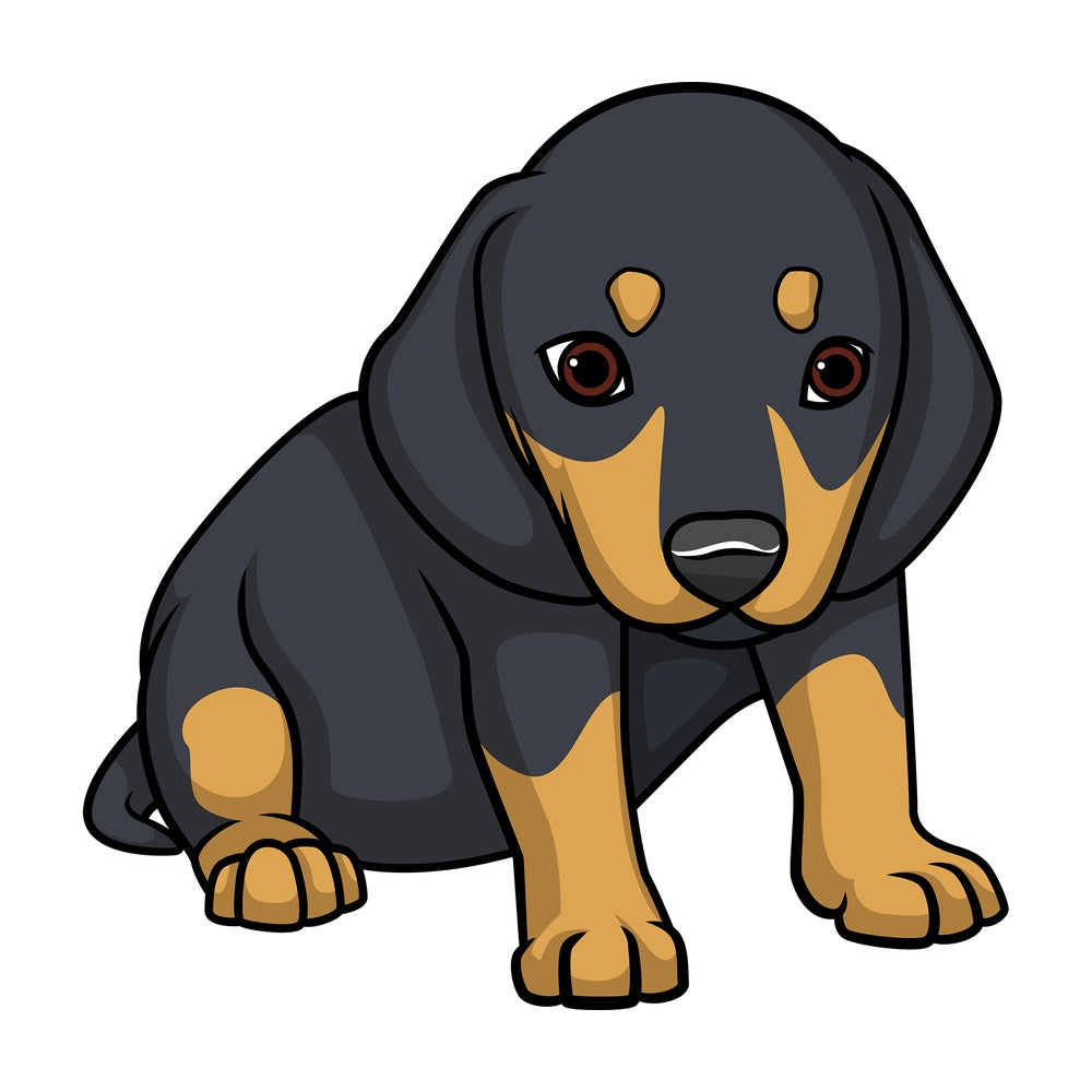 Cute dachshund puppy. PNG - JPG and vector EPS (infinitely scalable).