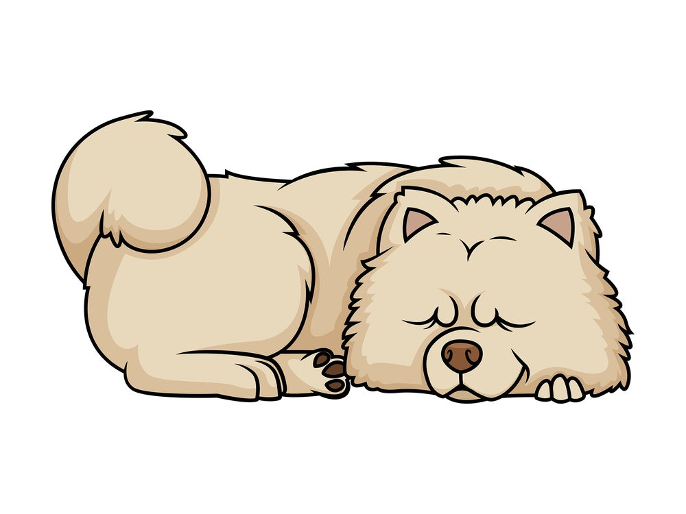 Chow Chow sleeping. PNG - JPG and vector EPS (infinitely scalable).