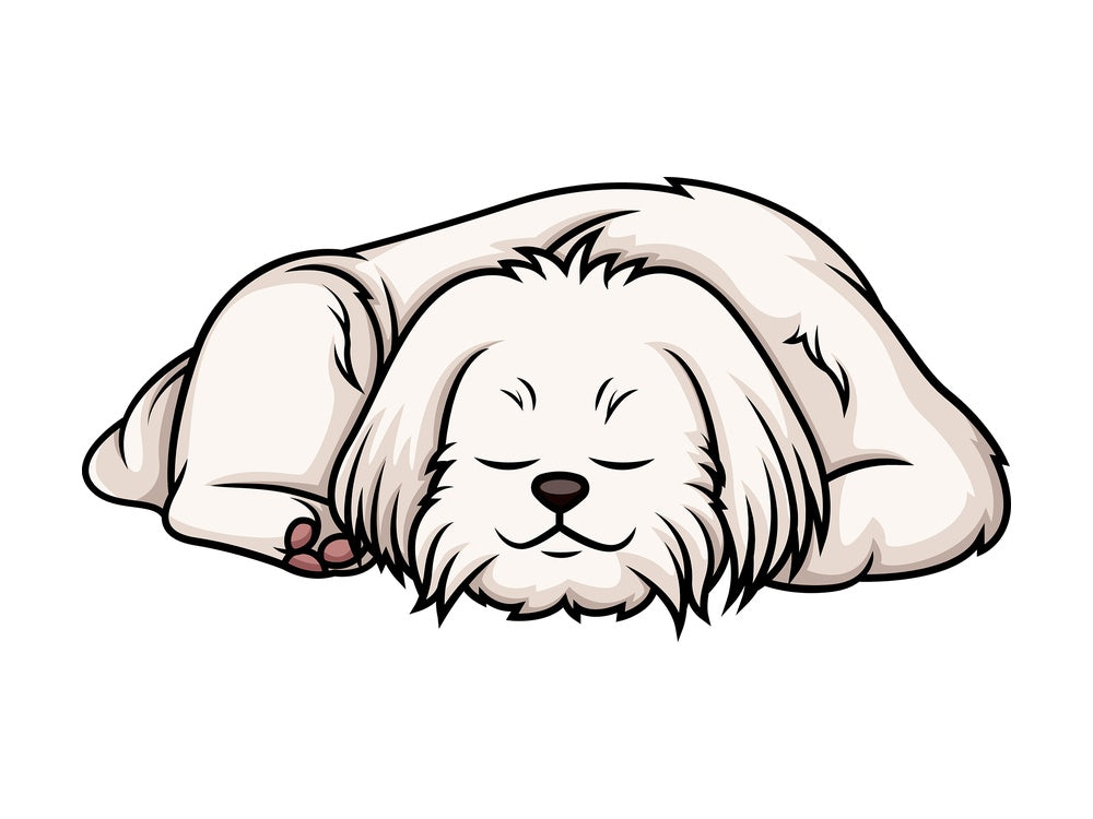 Maltese sleeping. PNG - JPG and vector EPS (infinitely scalable).