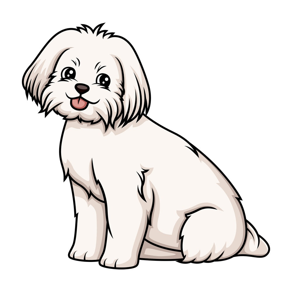 Obedient maltese sitting. PNG - JPG and vector EPS (infinitely scalable).