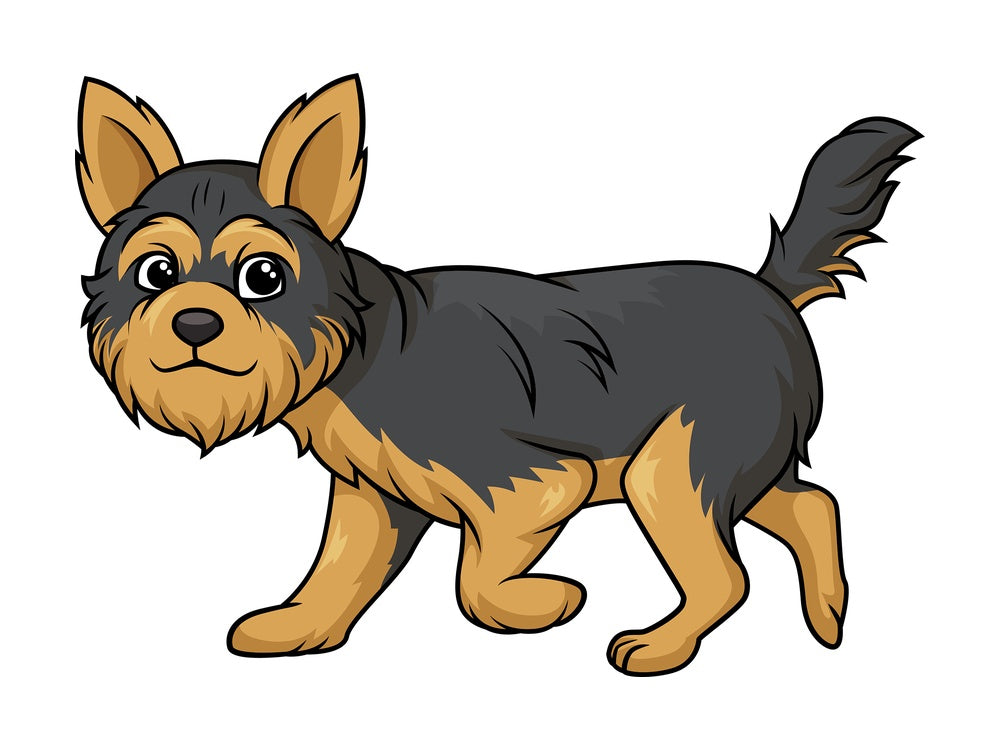 Yorkshire terrier walking. PNG - JPG and vector EPS (infinitely scalable).