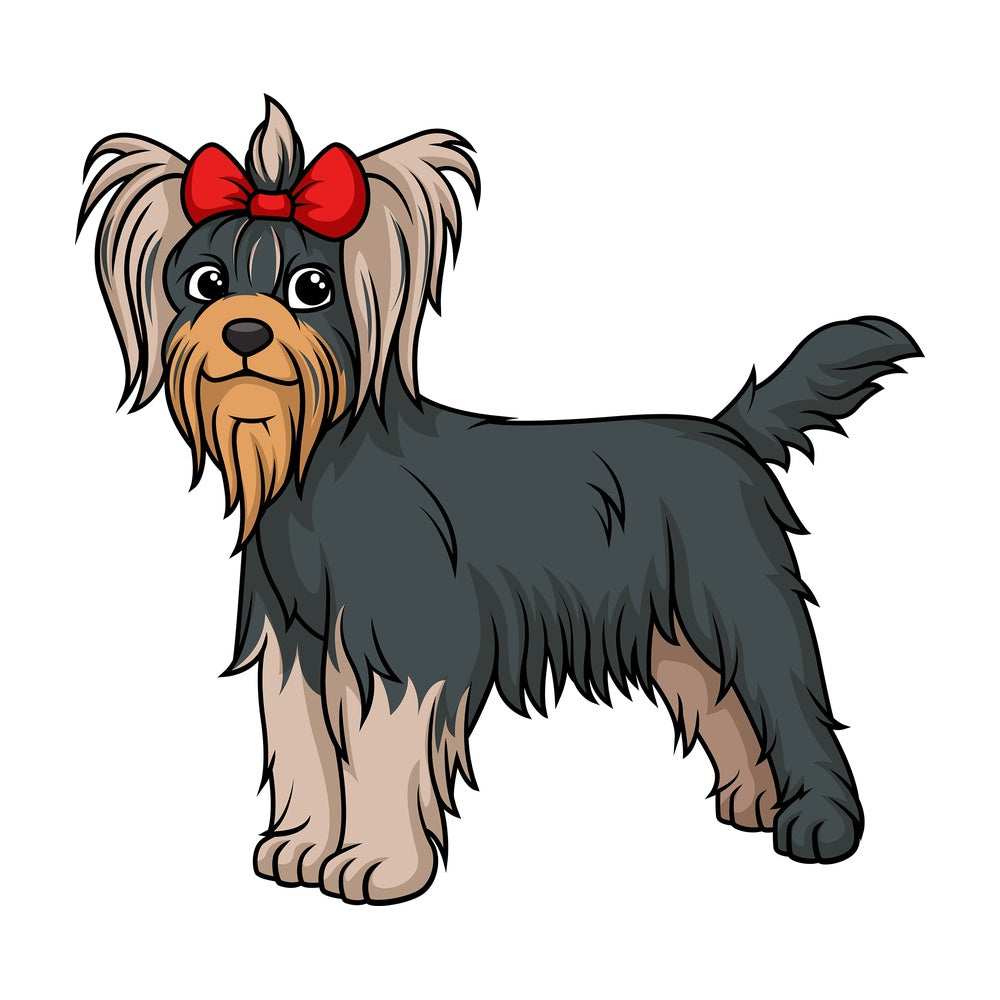 Gorgeous yorkshire terrier. PNG - JPG and vector EPS (infinitely scalable).