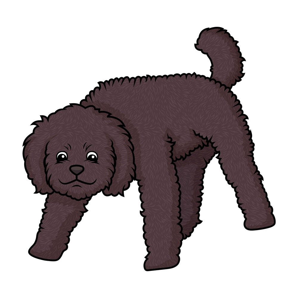 Labradoodle sniffing. PNG - JPG and vector EPS (infinitely scalable).