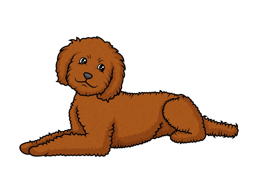Labradoodle lying down. PNG - JPG and vector EPS (infinitely scalable).
