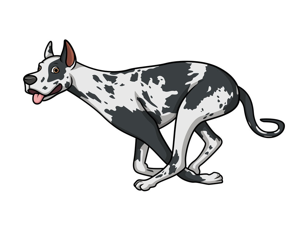 Harlequin great dane running. PNG - JPG and vector EPS (infinitely scalable).