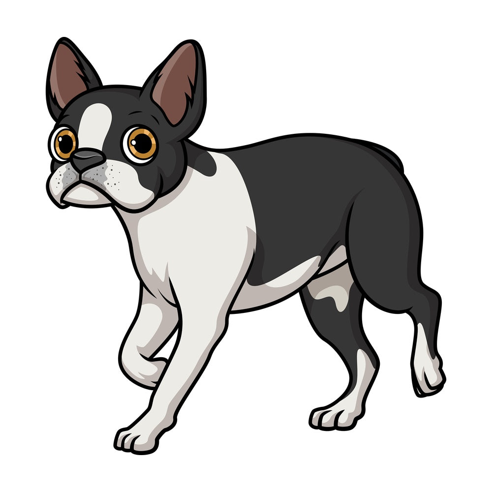 Black and white boston terrier walking. PNG - JPG and vector EPS (infinitely scalable).