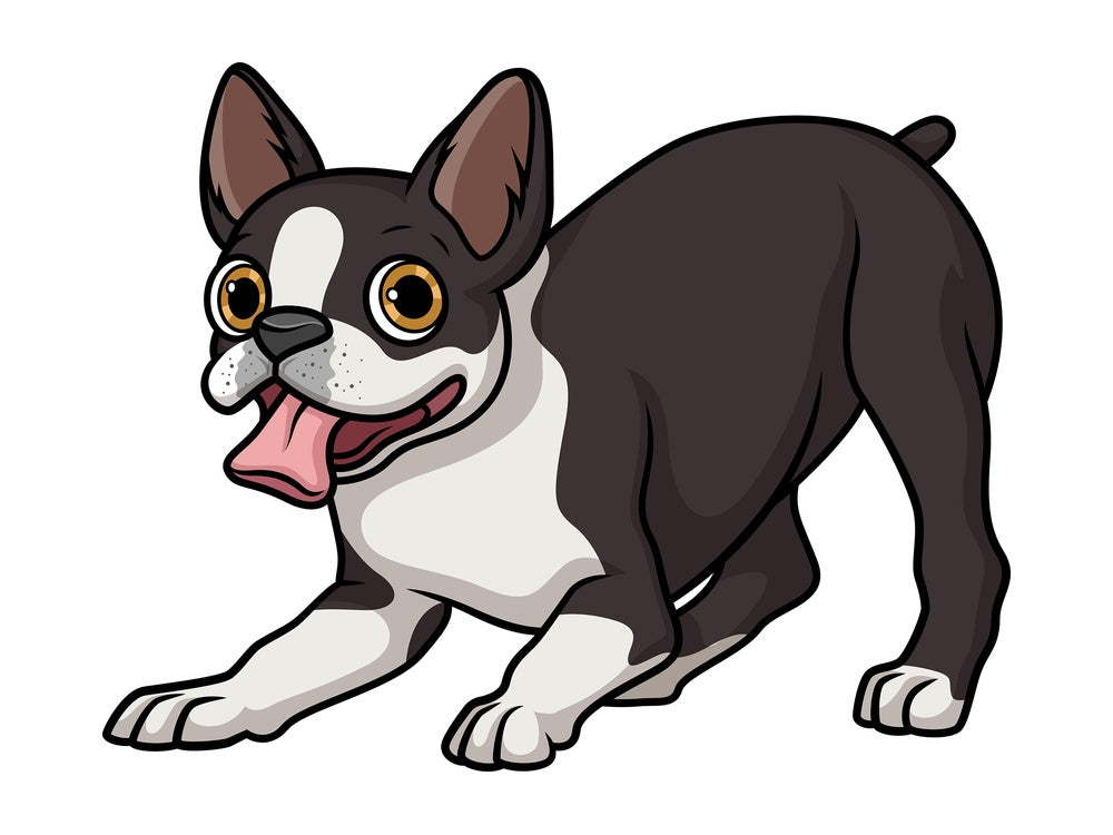 Playful boston terrier. PNG - JPG and vector EPS (infinitely scalable).