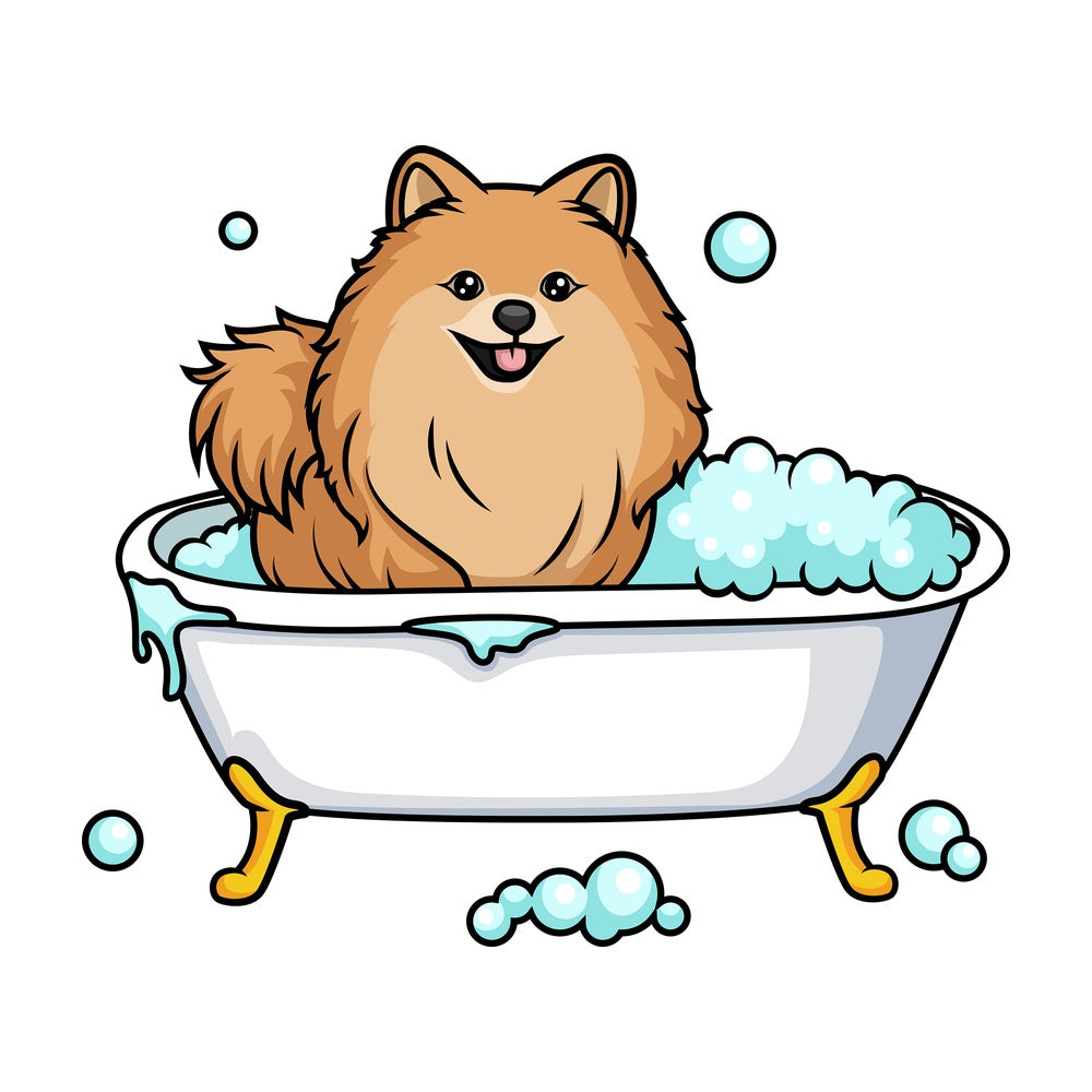 Pomeranian having a bath. PNG - JPG and vector EPS (infinitely scalable). Image isolated on transparent background.
