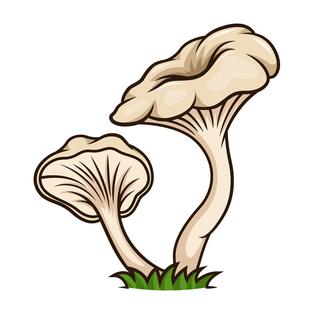 Wild mushrooms. PNG - JPG and vector EPS file formats (infinitely scalable). Image isolated on transparent background.