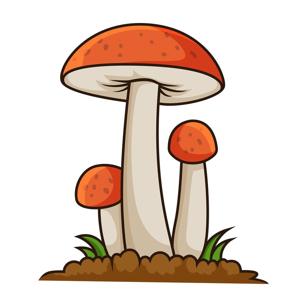 Orange cap boletus. PNG - JPG and vector EPS file formats (infinitely scalable). Image isolated on transparent background.