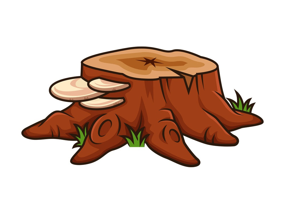 Mushrooms on tree trunk. PNG - JPG and vector EPS file formats (infinitely scalable). Image isolated on transparent background.