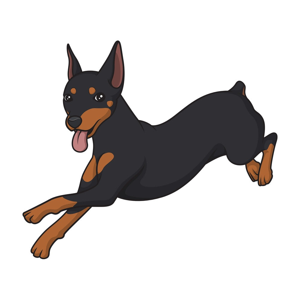 Mini pinscher running. PNG - JPG and vector EPS (infinitely scalable).