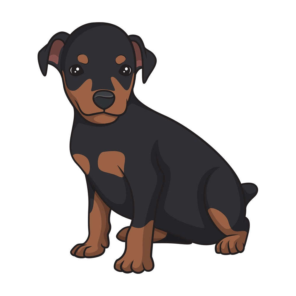 Cute mini pinscher puppy. PNG - JPG and vector EPS (infinitely scalable).