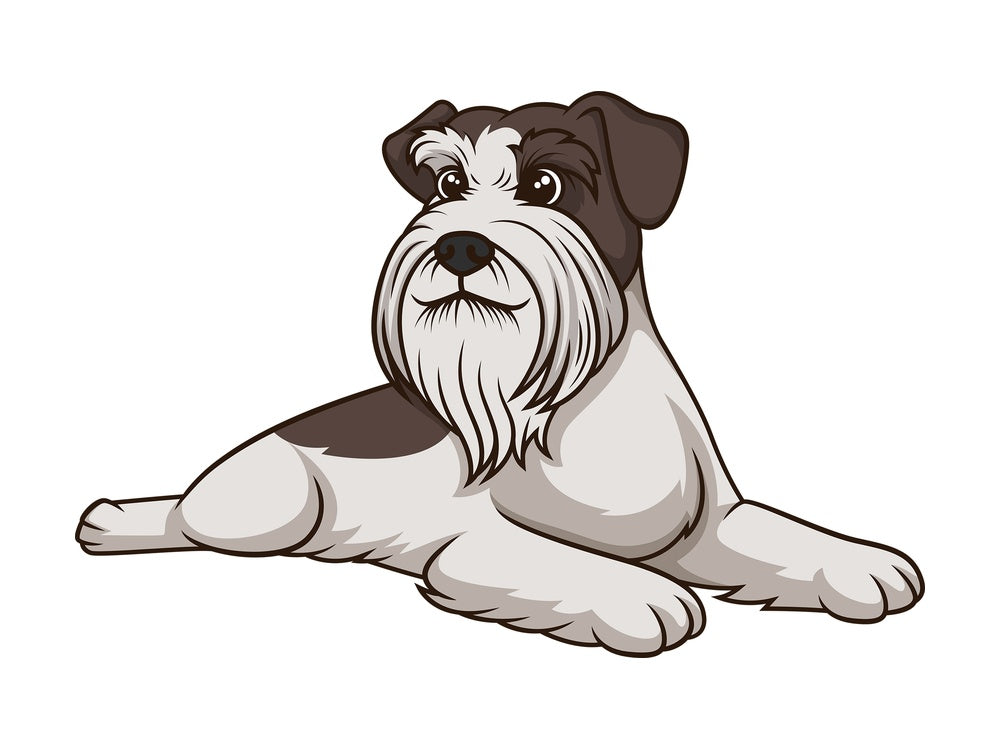 Schnauzer lying down. PNG - JPG and vector EPS (infinitely scalable).