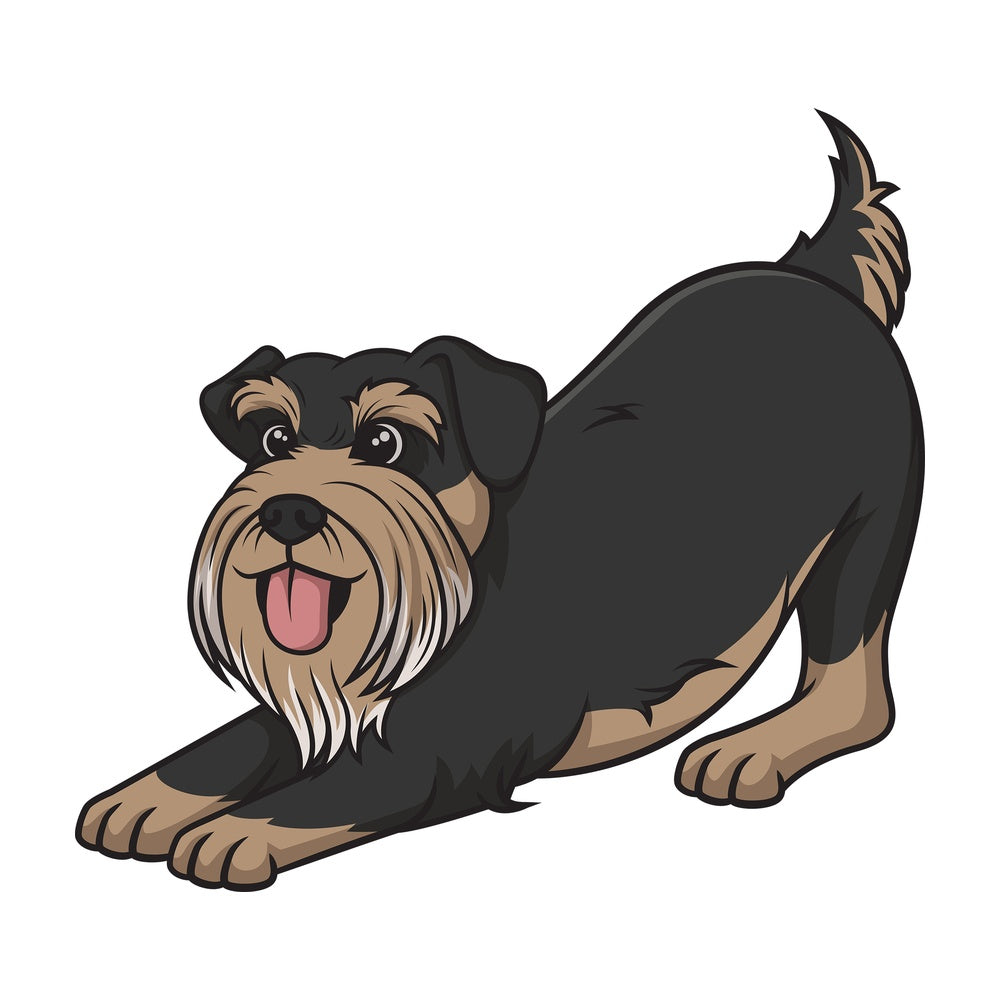 Playful schnauzer. PNG - JPG and vector EPS (infinitely scalable).