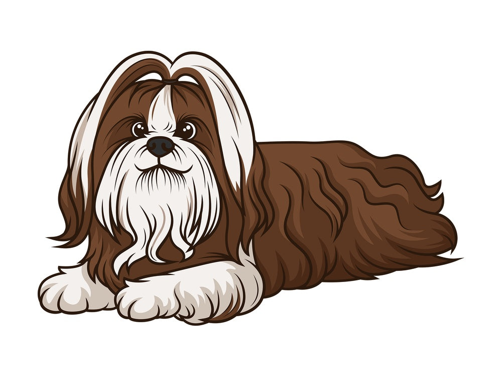 Shih tzu lying down. PNG - JPG and vector EPS (infinitely scalable).