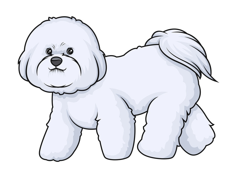 Bichon frise walking. PNG - JPG and vector EPS (infinitely scalable).