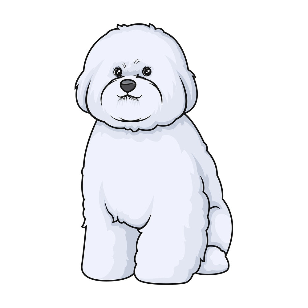Obedient bichon frise sitting. PNG - JPG and vector EPS (infinitely scalable).