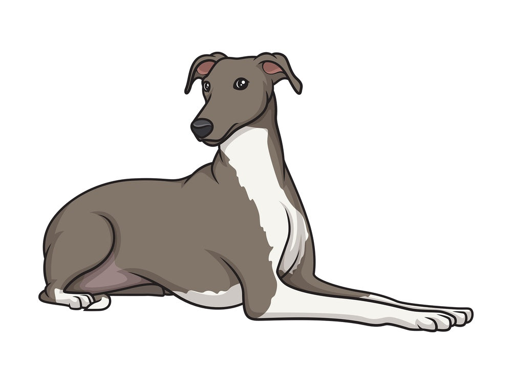 Greyhound lying down. PNG - JPG and vector EPS (infinitely scalable).