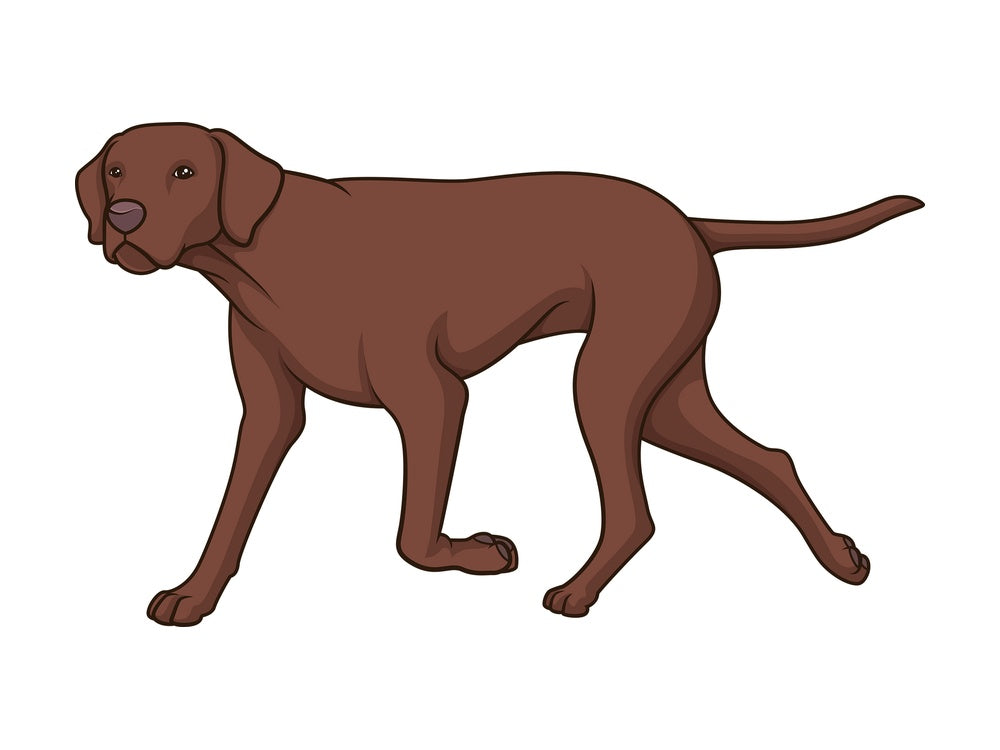 Liver pointer walking. PNG - JPG and vector EPS (infinitely scalable).