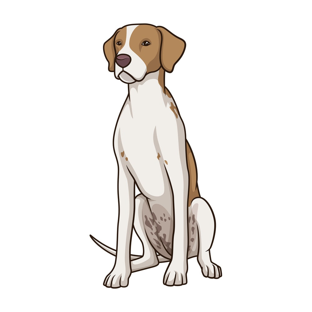 Obedient english pointer sitting. PNG - JPG and vector EPS (infinitely scalable).