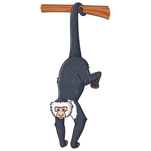 Royalty-free stock vector illustration of a capuchin monkey hanging with tail.