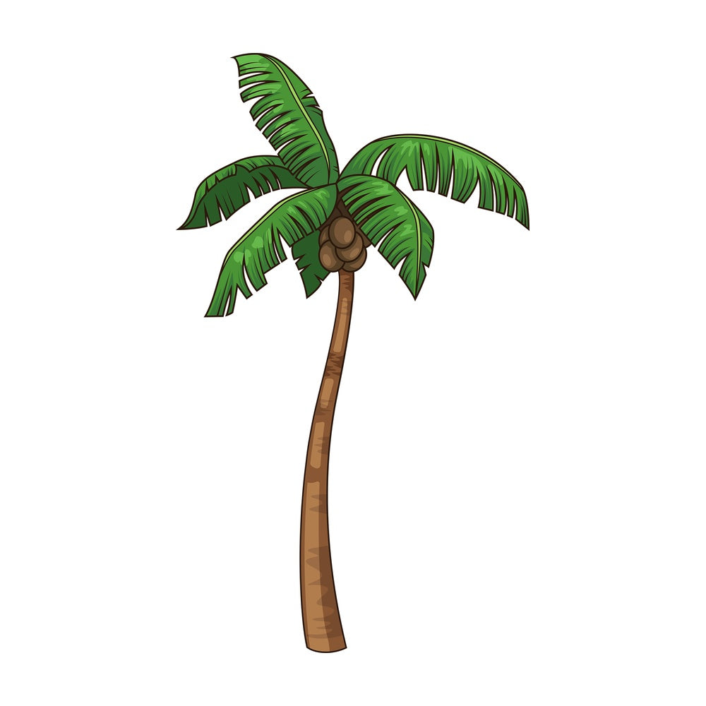 Coconut tree. PNG - JPG and vector EPS file formats (infinitely scalable). Image isolated on transparent background.