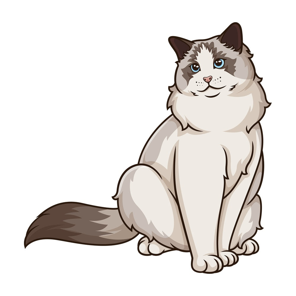 Ragdoll cat sitting. PNG - JPG and vector EPS (infinitely scalable).