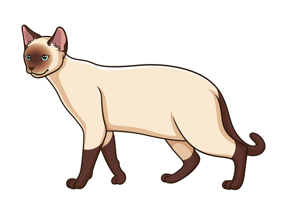 Walking siamese cat. PNG - JPG and vector EPS (infinitely scalable).