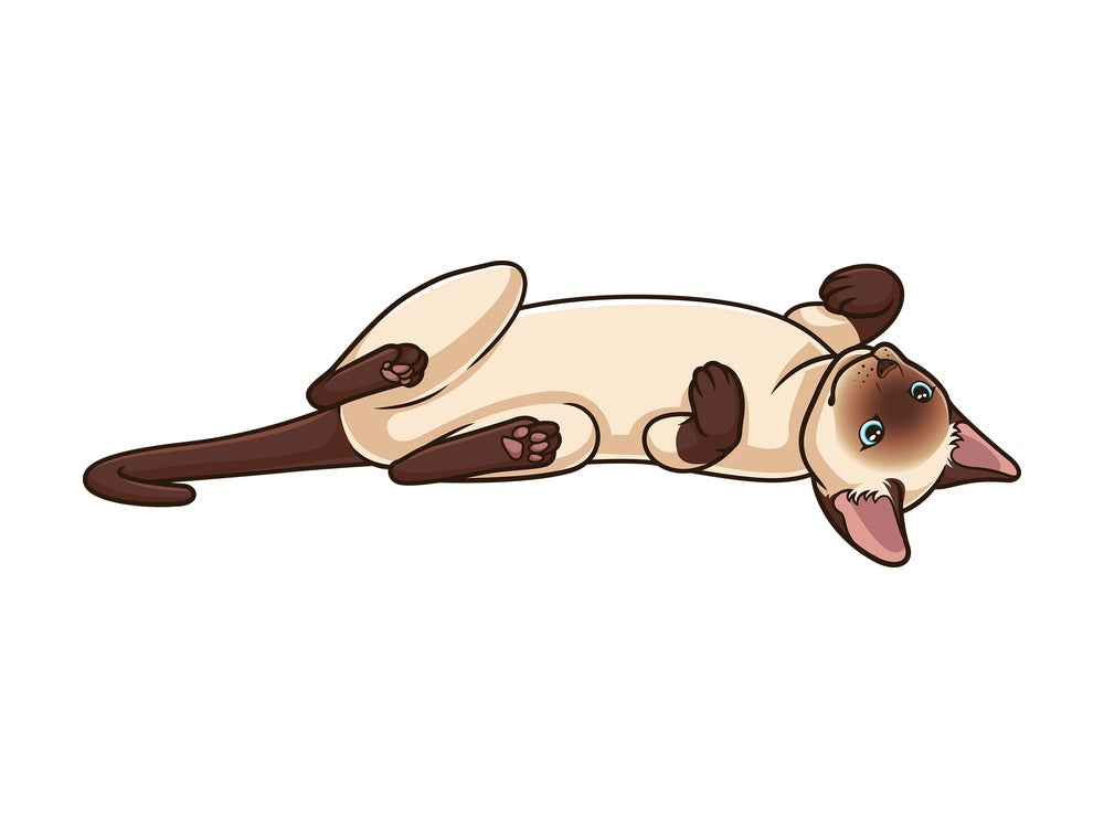 Siamese cat lying on its back. PNG - JPG and vector EPS (infinitely scalable).
