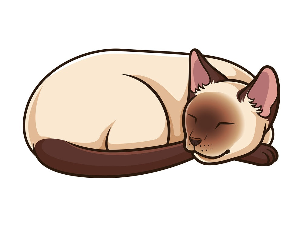 Siamese cat sleeping. PNG - JPG and vector EPS (infinitely scalable).