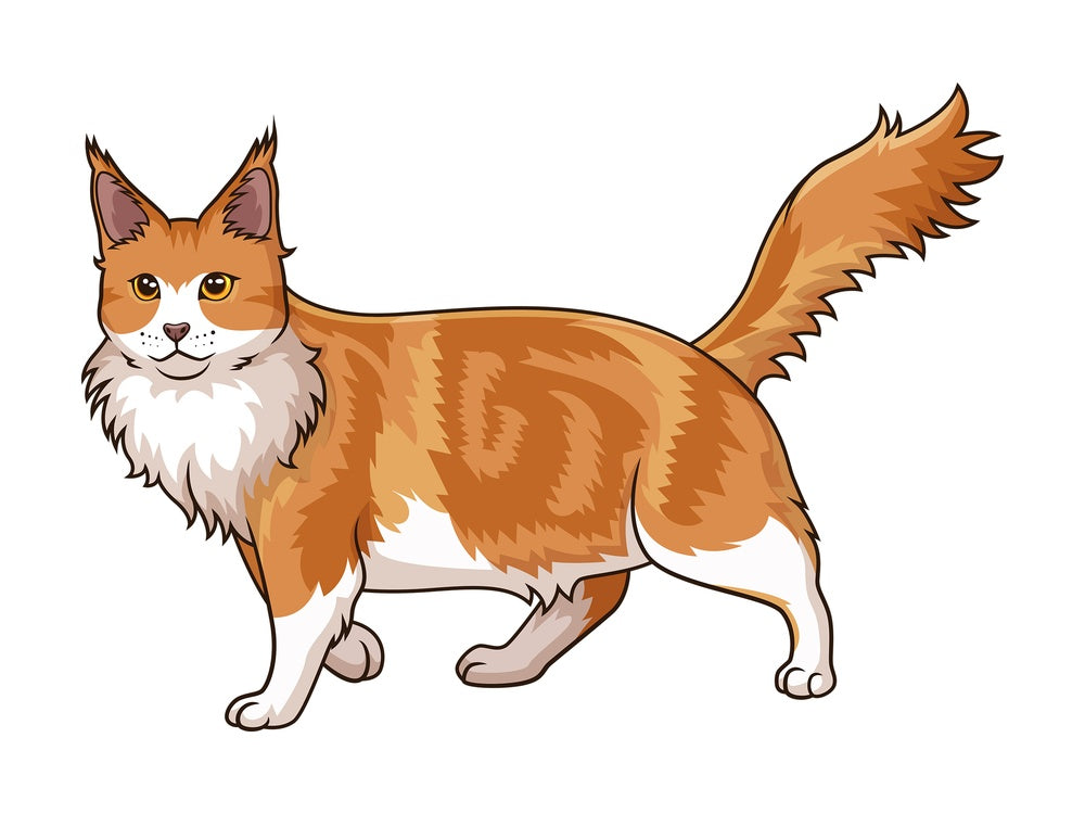 Walking maine coon cat. PNG - JPG and vector EPS (infinitely scalable).