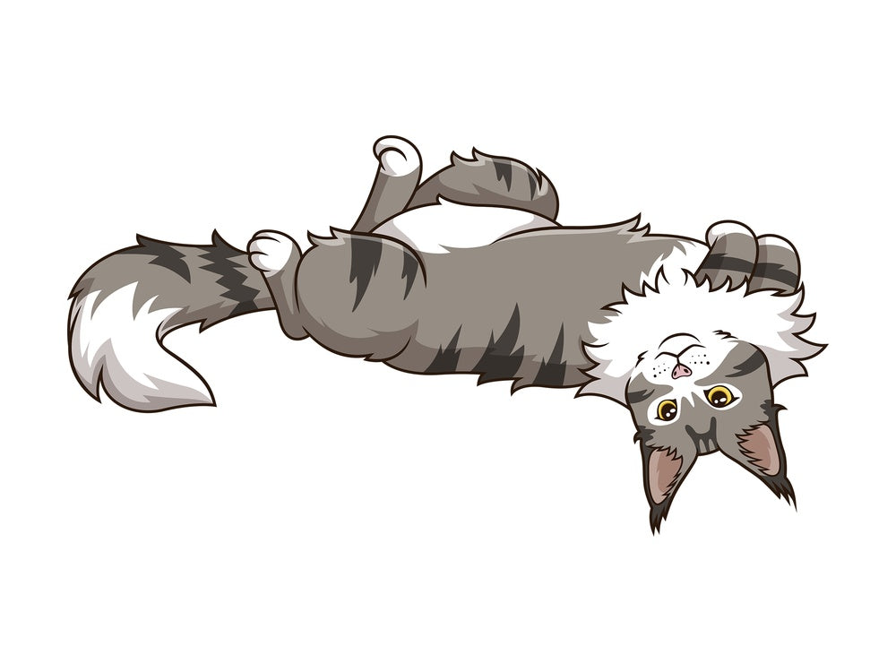 Maine coon cat lying on its back. PNG - JPG and vector EPS (infinitely scalable).
