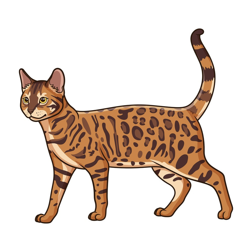 Walking bengal cat. PNG - JPG and vector EPS (infinitely scalable).