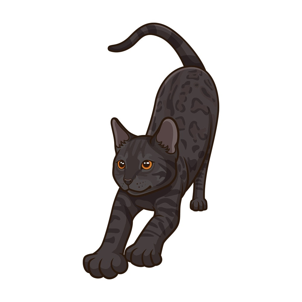 Black bengal cat stretching. PNG - JPG and vector EPS (infinitely scalable).