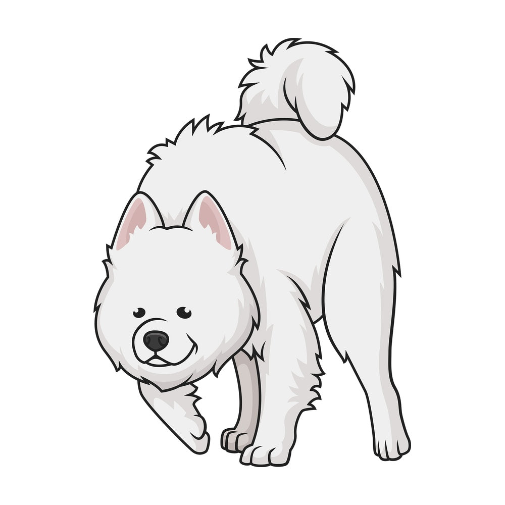 Samoyed sniffing. PNG - JPG and vector EPS (infinitely scalable).
