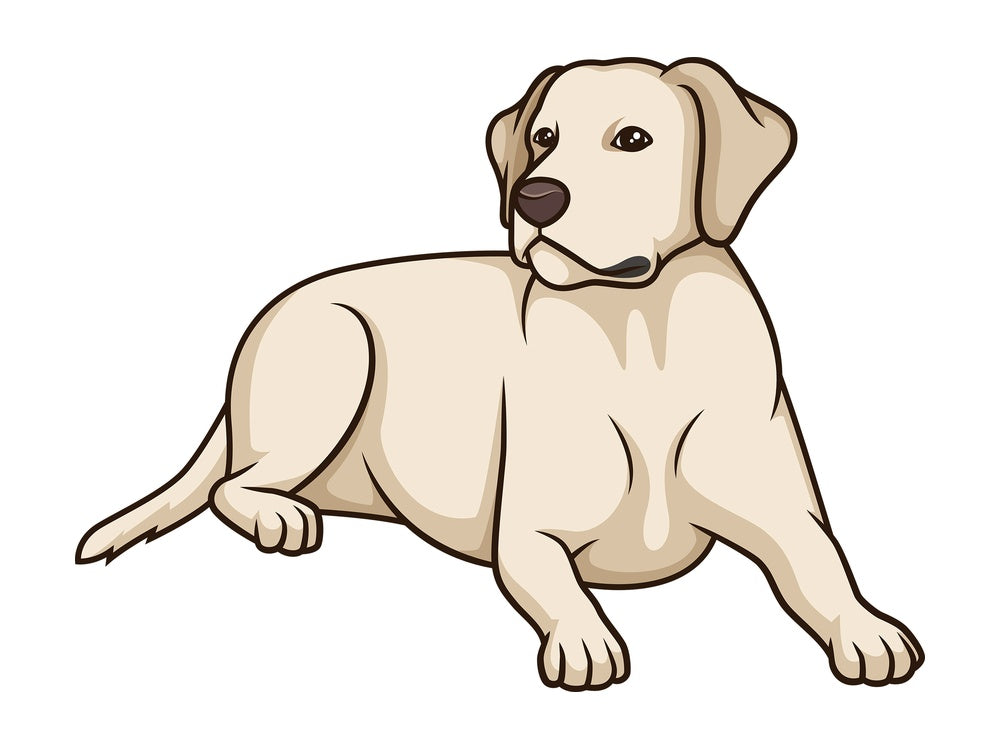 Labrador retriever lying down. PNG - JPG and vector EPS (infinitely scalable).
