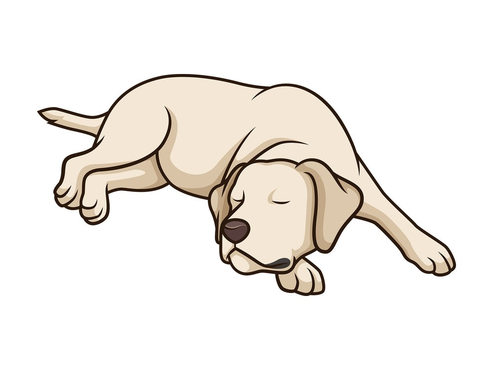 Sleeping labrador retriever. PNG - JPG and vector EPS (infinitely scalable).