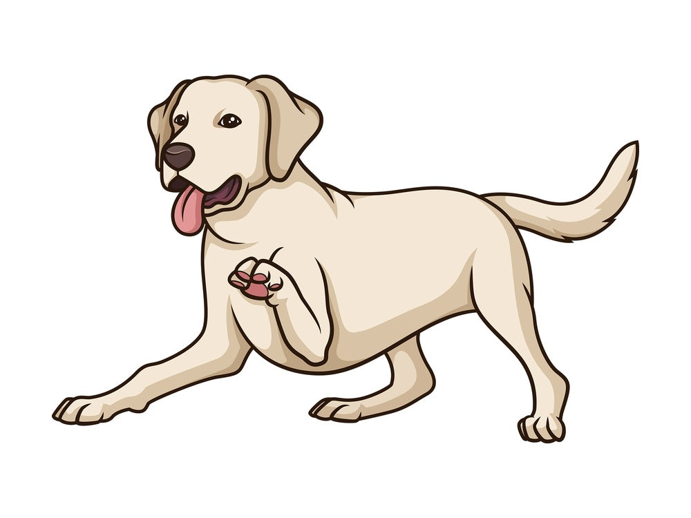 Playful labrador retriever. PNG - JPG and vector EPS (infinitely scalable).