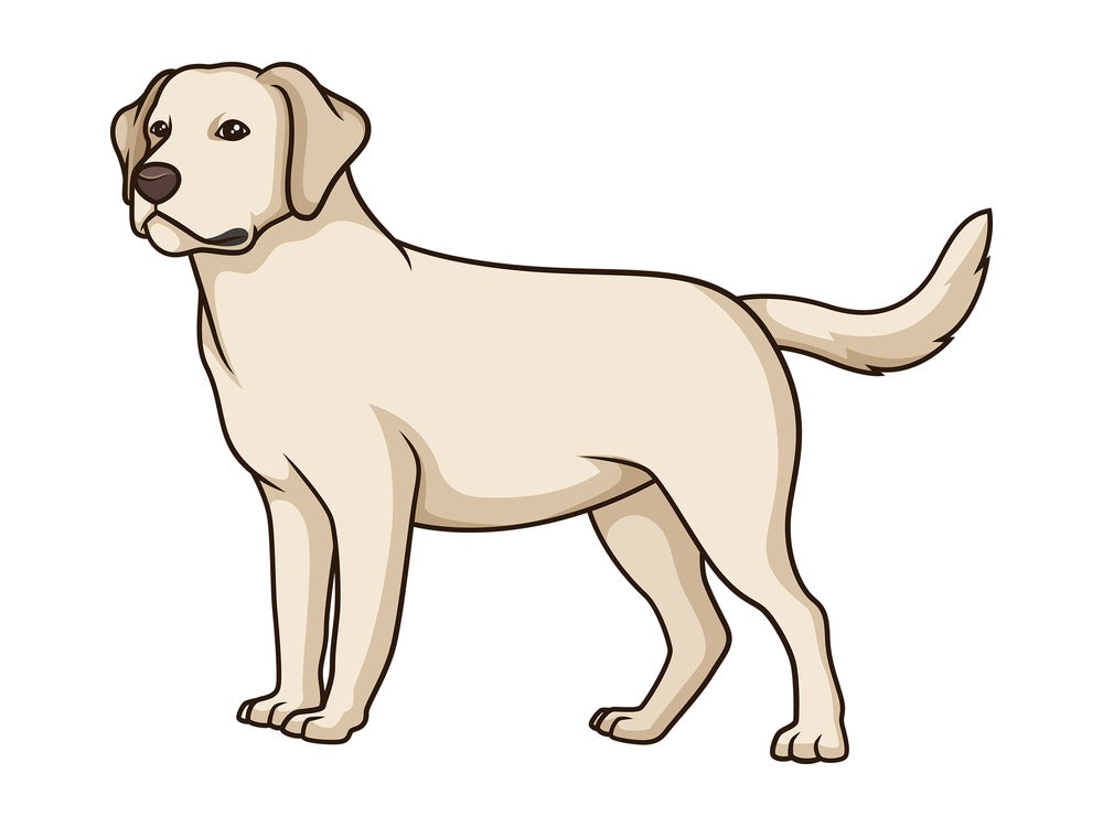 Gorgeous labrador retriever. PNG - JPG and vector EPS (infinitely scalable).